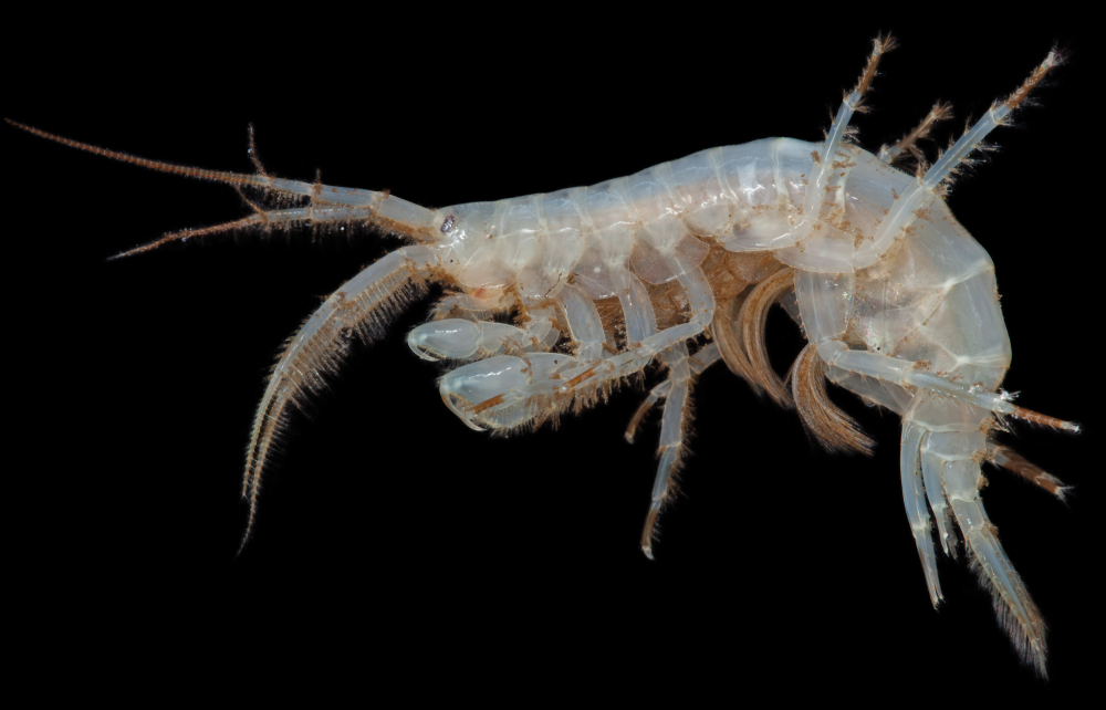 deep sea amphipod looks like an elaborate prawn deep sea amphipod looks like an elaborate prawn